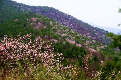 IMG_4410_副本
